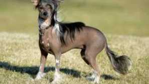 Čínsky chocholatý pes pooh: popis plemena, charakter ako kŕmenie, starostlivosť a obsah, fotografia