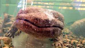 Čínsky obrovský salamander