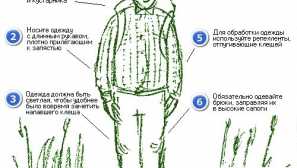 Kliešťová borrelióza