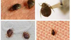 Blugy v byte celosvetová katastrofa