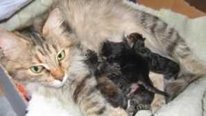 Keď mačiatko začne otvoriť oči po jeho narodení