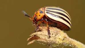 Colorado beetle
