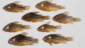 Corridratus wavy popis a obsah