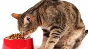 Jedlo pre mačky a kurčatá pharmine n & d