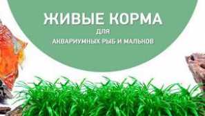 Fish feed - vodný hmyz larva.