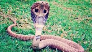 Royal cobra alebo gamadriad