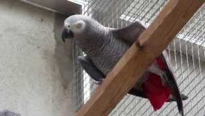 Royal, vŕtanie a červené -tailed jaco