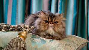 Kráľovské mačky: pravdivé a mýty o elitných plemenách, najznámejších domácich miláčikov