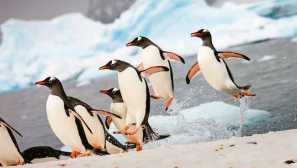 Kráľovský tučniak