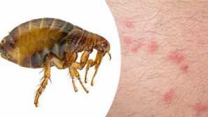 Koberec blchy infekcia bytov, dôvodov, príznakov, metód boja