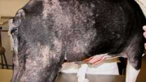 Kožné ochorenia u psov: príznaky, popis s fotografiou, liečba