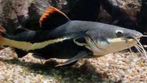 Červená sumca alebo fraktocephalus: obsah a starostlivosť