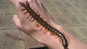 Crym choppedra: či je predátor nebezpečný pre človeka?