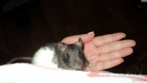 Rat dambo: starostlivosť a údržba doma