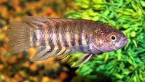 Ktenopoma trpaslík, false chervonoshtrichova (ctenopoma nanum, mikročenopoma nanum)