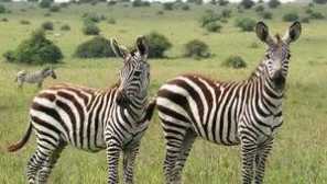 Kto je zebra, akú farbu je a kde žije?