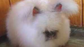 Kto sú angory namáhavé králiky a ako ich obsahovať