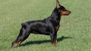 Rezanie uší a chvosta jumppinch: krása vyžaduje obete?