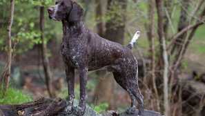 Kurchaar: Popis loveckého plemena psov, starostlivosti a tipov údržby