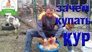 Prevencia a liečba ochorenia kuracieho blcha