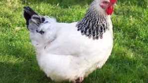 Adler chmeľové kurčatá: popis a obsah