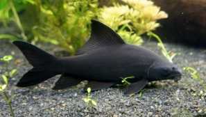 Labo black, black morunis (labeo chrysophecadion, morunivers chrysophekadón, čierny žralok)