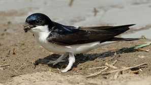 Pushka urban (funels)