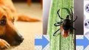 Liečba piroflazmózy u psov a príznaky choroby