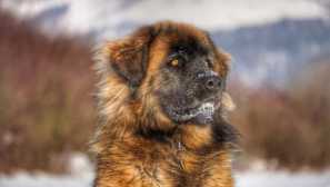 Leonberger: Foto, starostlivosť, popis plemena, obsah, jedlo