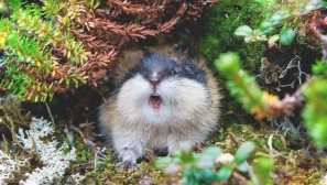 Les lemming Svet zvierat a rastlín