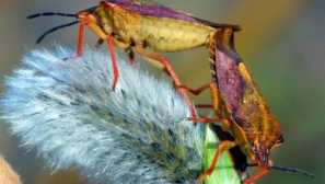 Lesné chyby náhodní hostia. Ako sa ich zbaviť doma a v záhrade?