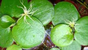 Limnobium single content chov popis popis.