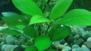 Lemongrass: Starostlivosť, reprodukcia, popis, fotografie, výhľad