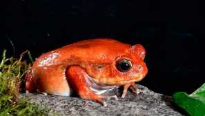 Tomato frog alebo tomato noncord