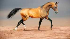 Aké zvieratá obsahujú arabský šejk