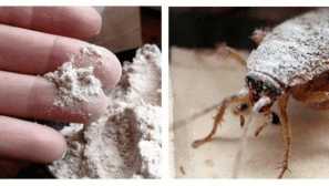 Najlepší ľudový liek na šváby sa môžete urobiť