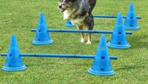 Najlepšie produkty pre alixpress pre výcvik psov