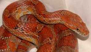 Maisan poloz: starostlivosť a obsah, výhody a nevýhody