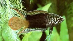 Close-up macoopod, čínština (macropodus chinensis)