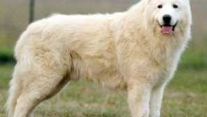 Maremma abruzza shepherd: popis a fotografia plemena maremmo