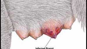 Mastitída u psa a jeho liečba doma