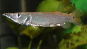 Dreams, dogsaw pike alebo peapock obsah popis.