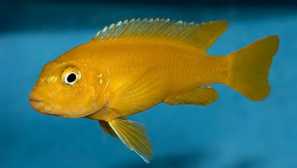 Melanochromis yohani obsah a starostlivosť