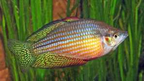 Melanothenia cherry (melanotaenia splendida inortata)