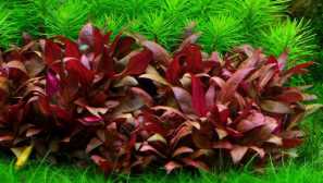 Metódy pestovania akváriových rastlín