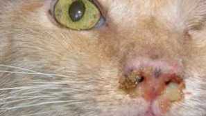 Mycoplazmóza u mačiek: symptómy a liečba