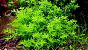 Mikrangem low-montovaný: obsah, starostlivosť, reprodukcia, fotografia, popis