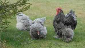 Mini-mäso kurčatá: charakteristiky plemena