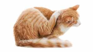 Môžu blchy z mačky ísť k človeku a ako sa ich zbaviť