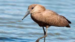 Molotograf, alebo tieň heron